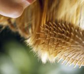 Quelle brosse pour quel usage ?